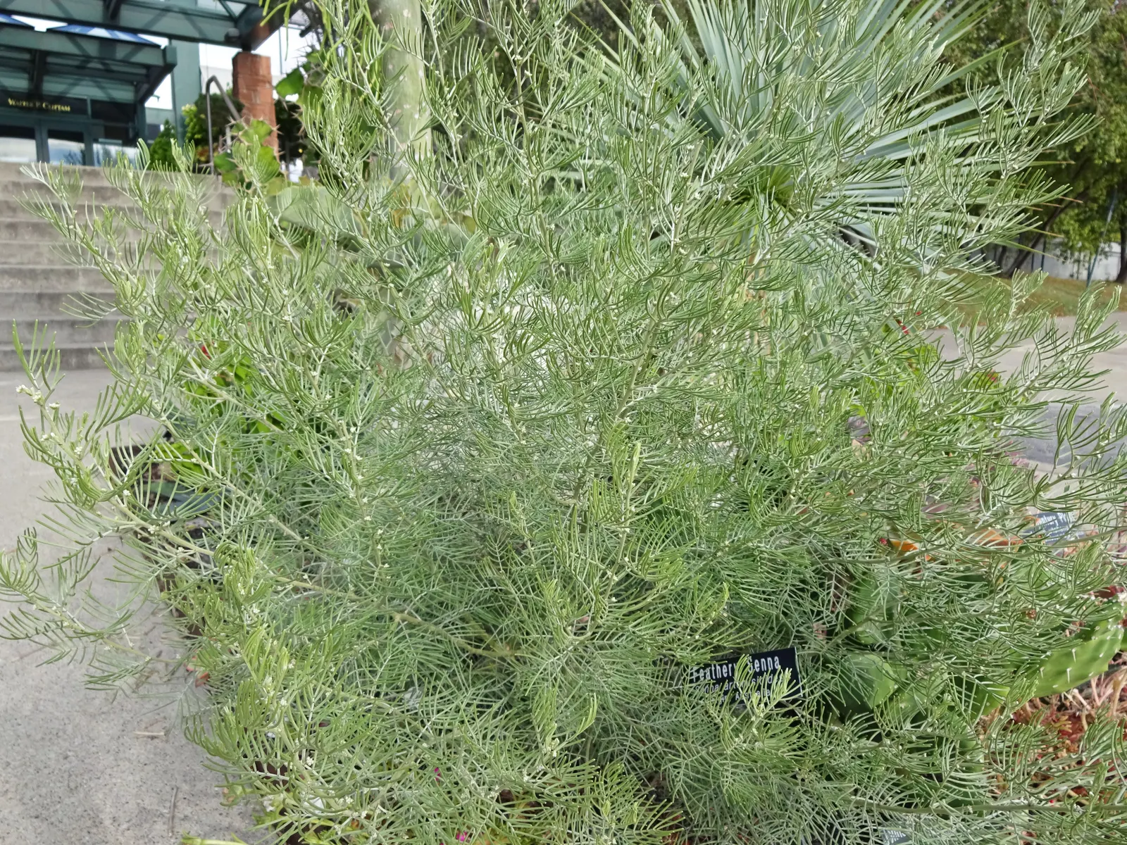 Feathery Cassia Or Senna (Senna Artemisioides) — commonly known as Feathery Cassia