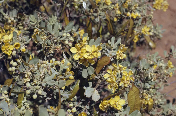 Feathery Cassia Or Senna (Senna Artemisioides) — silvery foliage granting a delicate texture to landscapes; shrub with yellow blooms, image 82