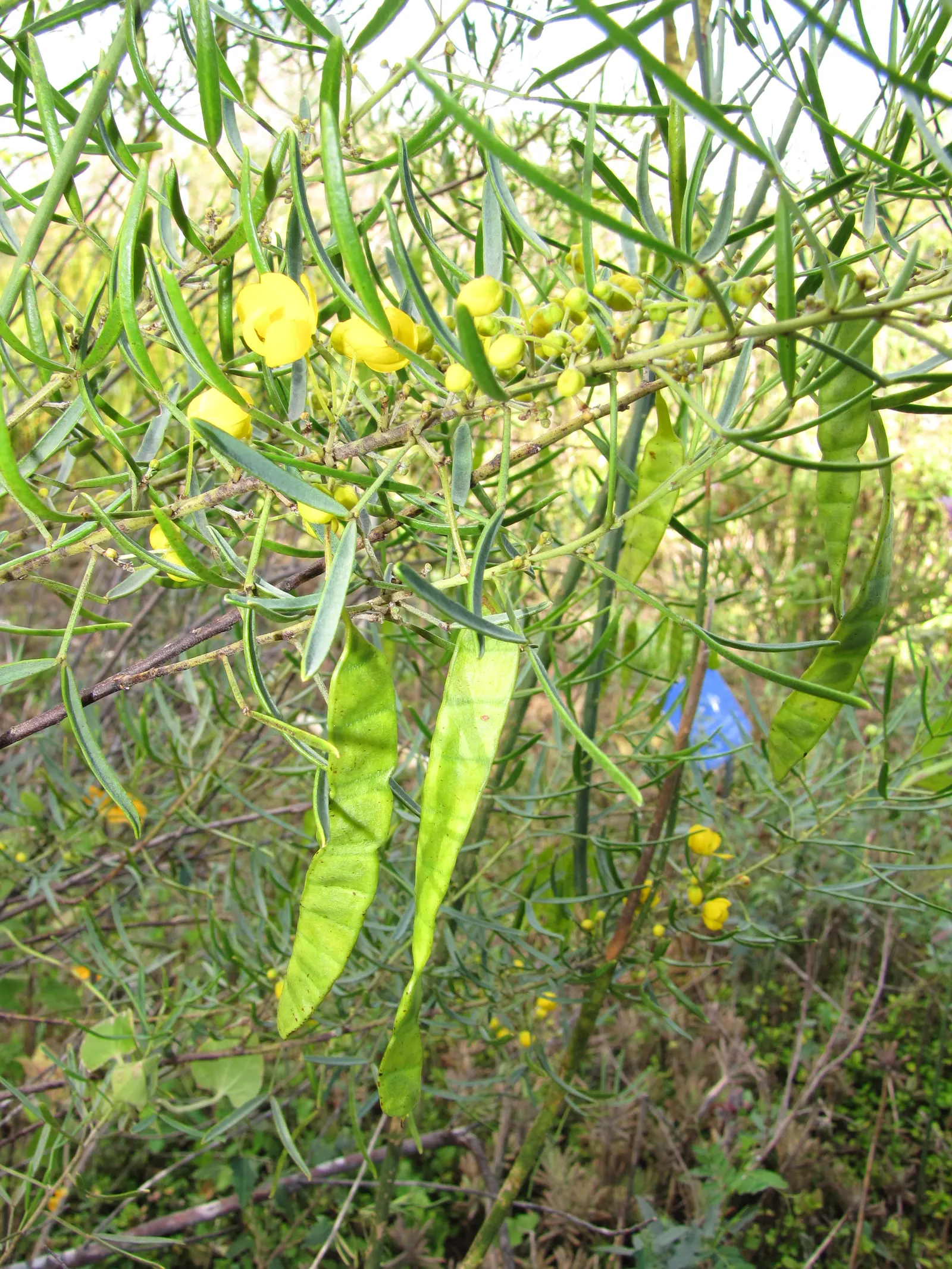 Feathery Cassia Or Senna (Senna Artemisioides) — commonly known as Feathery Cassia; the Feathery Cassia (Senna artemisioides), image 60