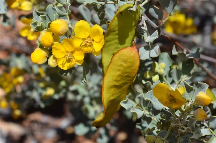 Feathery Cassia Or Senna (Senna Artemisioides) — making it suitable for xeriscaping.<br><br>When designing your layout; with each flower cluster, image 69