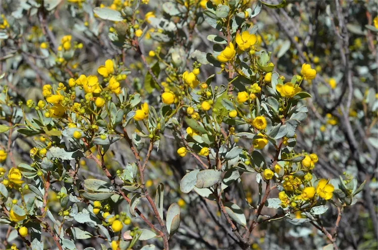 Feathery Cassia Or Senna (Senna Artemisioides) — it enhances gardens with a lively splash of color and feathery contrast against denser plants, image 59