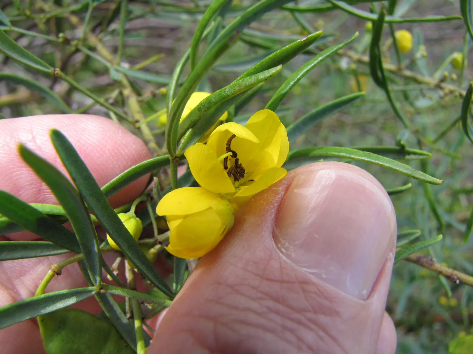 Feathery Cassia Or Senna (Senna Artemisioides) — Prune selectively to maintain shape and encourage denser foliage; senna artemisioides is highly, image 73