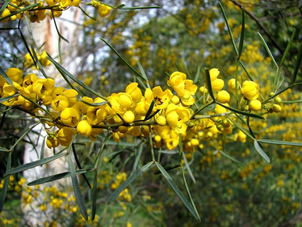 Feathery Cassia Or Senna (Senna Artemisioides) — Low-maintenance and attractive to pollinators; making it an excellent choice for creating, image 84
