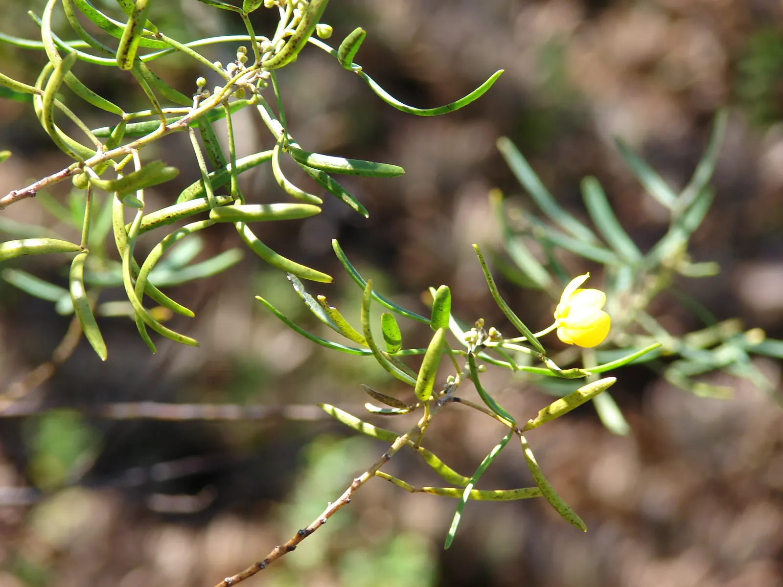 Feathery Cassia Or Senna (Senna Artemisioides) — making it suitable for xeriscaping.<br><br>When designing your layout; with each flower cluster, image 95