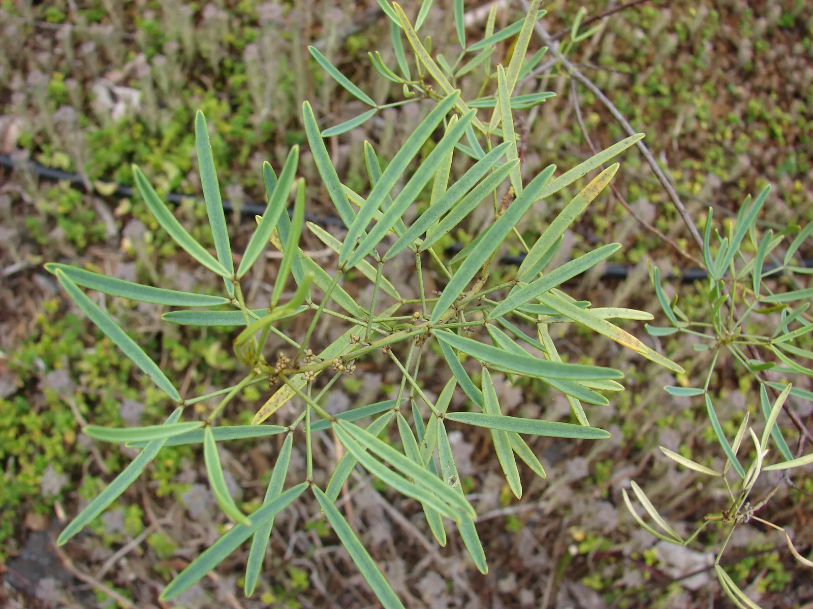 Feathery Cassia Or Senna (Senna Artemisioides) — textured feel to garden landscapes; thriving in USDA Hardiness Zones 8 to 11, image 88