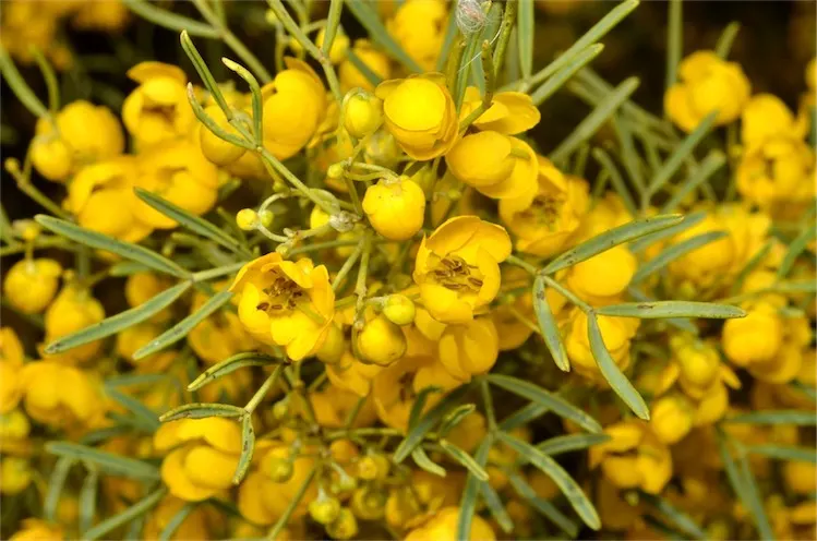 Feathery Cassia Or Senna (Senna Artemisioides) — Senna artemisioides is highly adaptable; making it suitable for xeriscaping.<br><br>When designing your layout