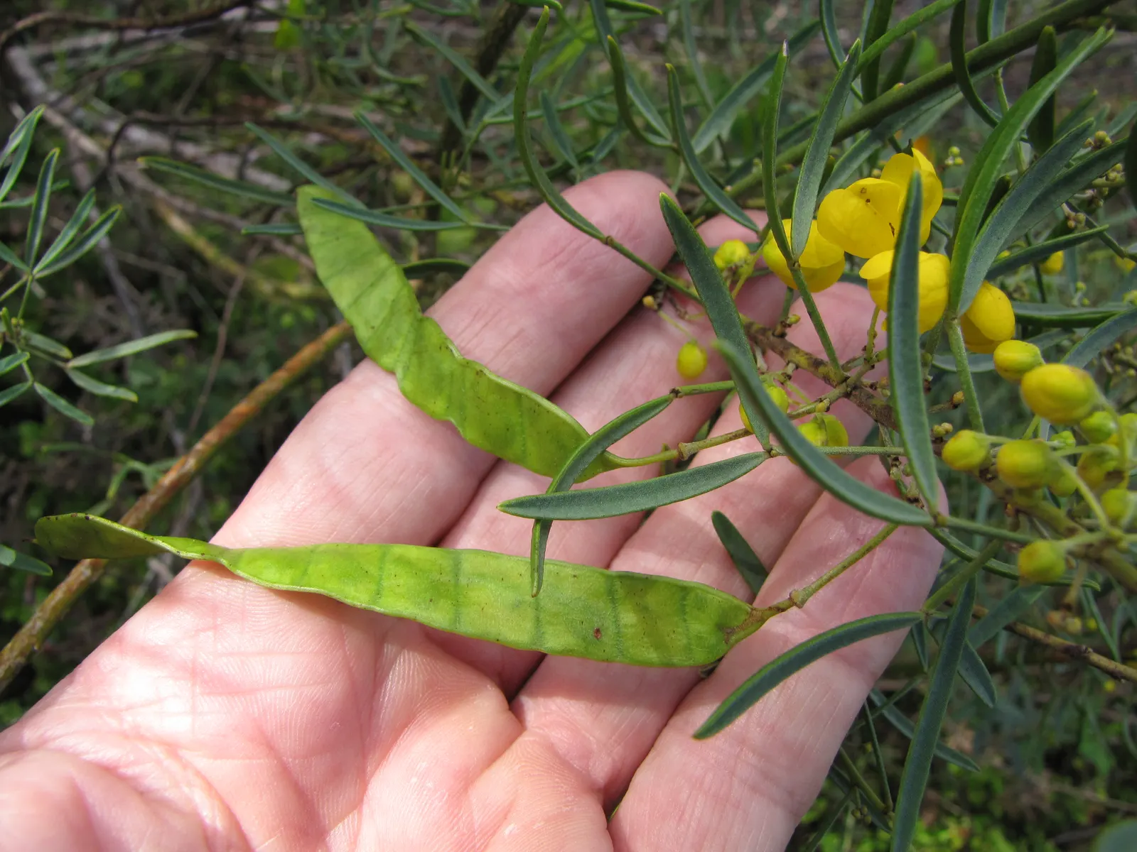 Feathery Cassia Or Senna (Senna Artemisioides) — The Feathery Cassia (Senna artemisioides); silvery foliage granting a delicate texture to, image 53