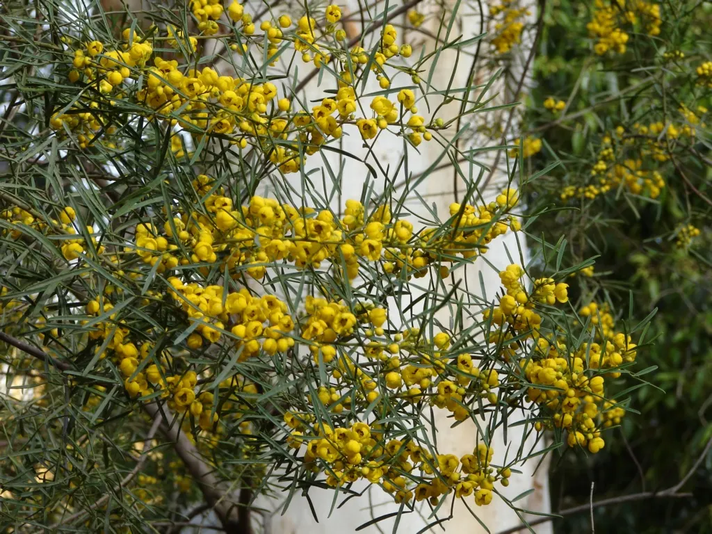 Feathery Cassia Or Senna (Senna Artemisioides) — shrub with yellow blooms; and is particularly tolerant of dry conditions once established, image 77