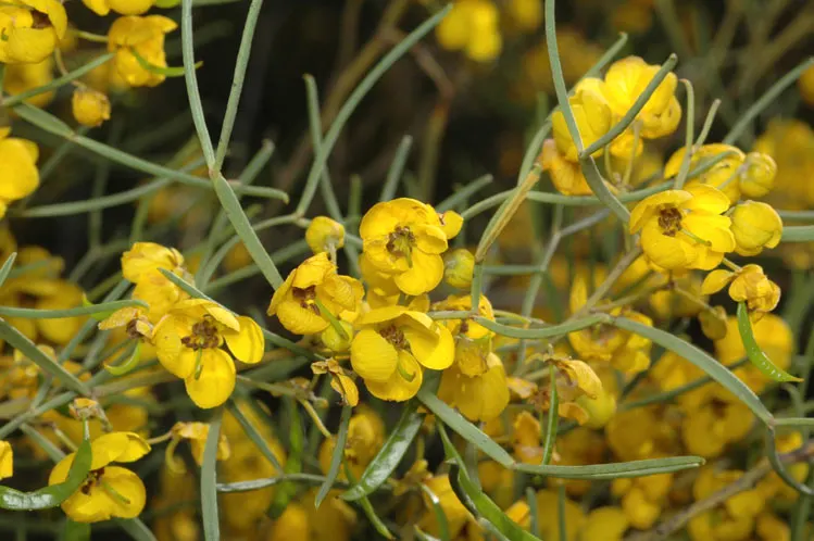 Feathery Cassia Or Senna (Senna Artemisioides) — yellow flowers in the garden; is a highly ornamental plant native to Australia that lends an airy, image 76