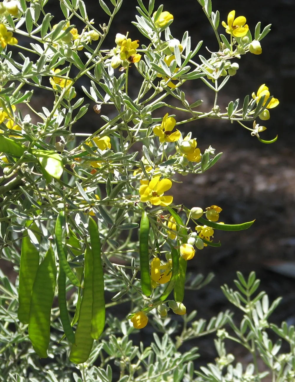 Feathery Cassia Or Senna (Senna Artemisioides) — textured feel to garden landscapes; thriving in USDA Hardiness Zones 8 to 11