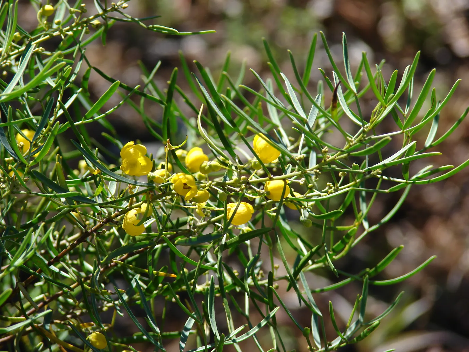 Feathery Cassia Or Senna (Senna Artemisioides) — is a highly ornamental plant native to Australia that lends an airy; commonly known as Feathery, image 87