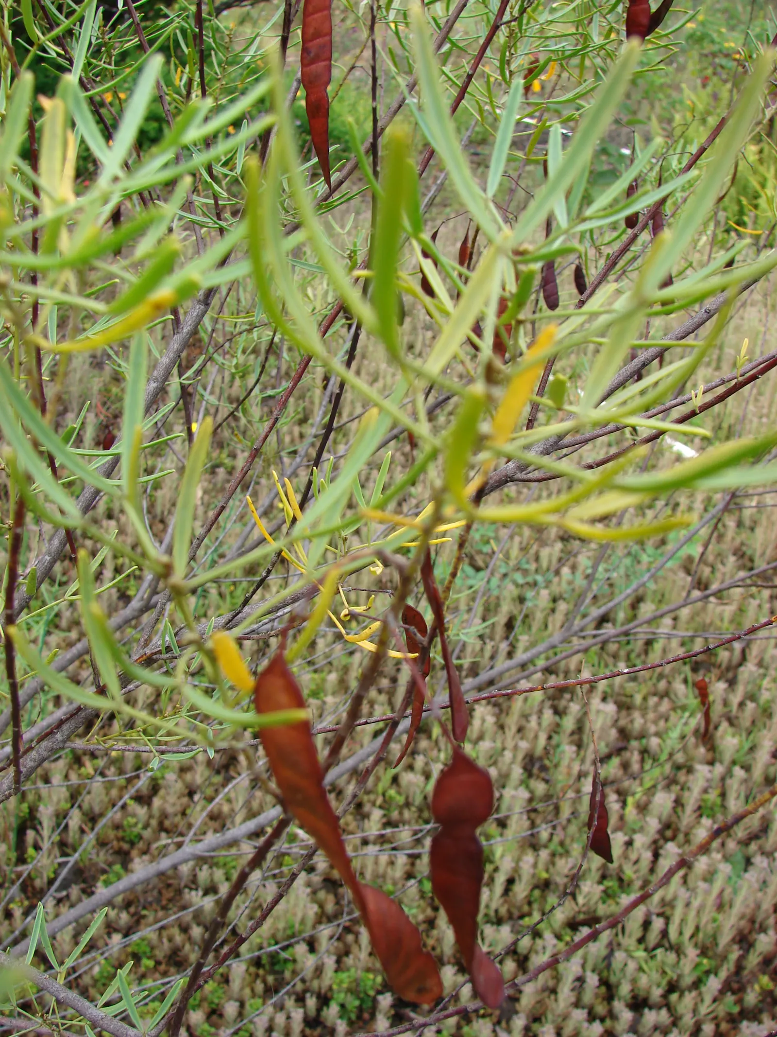 Feathery Cassia Or Senna (Senna Artemisioides) — and is particularly tolerant of dry conditions once established; ideal for zones 9-11‚Äîrequires, image 94