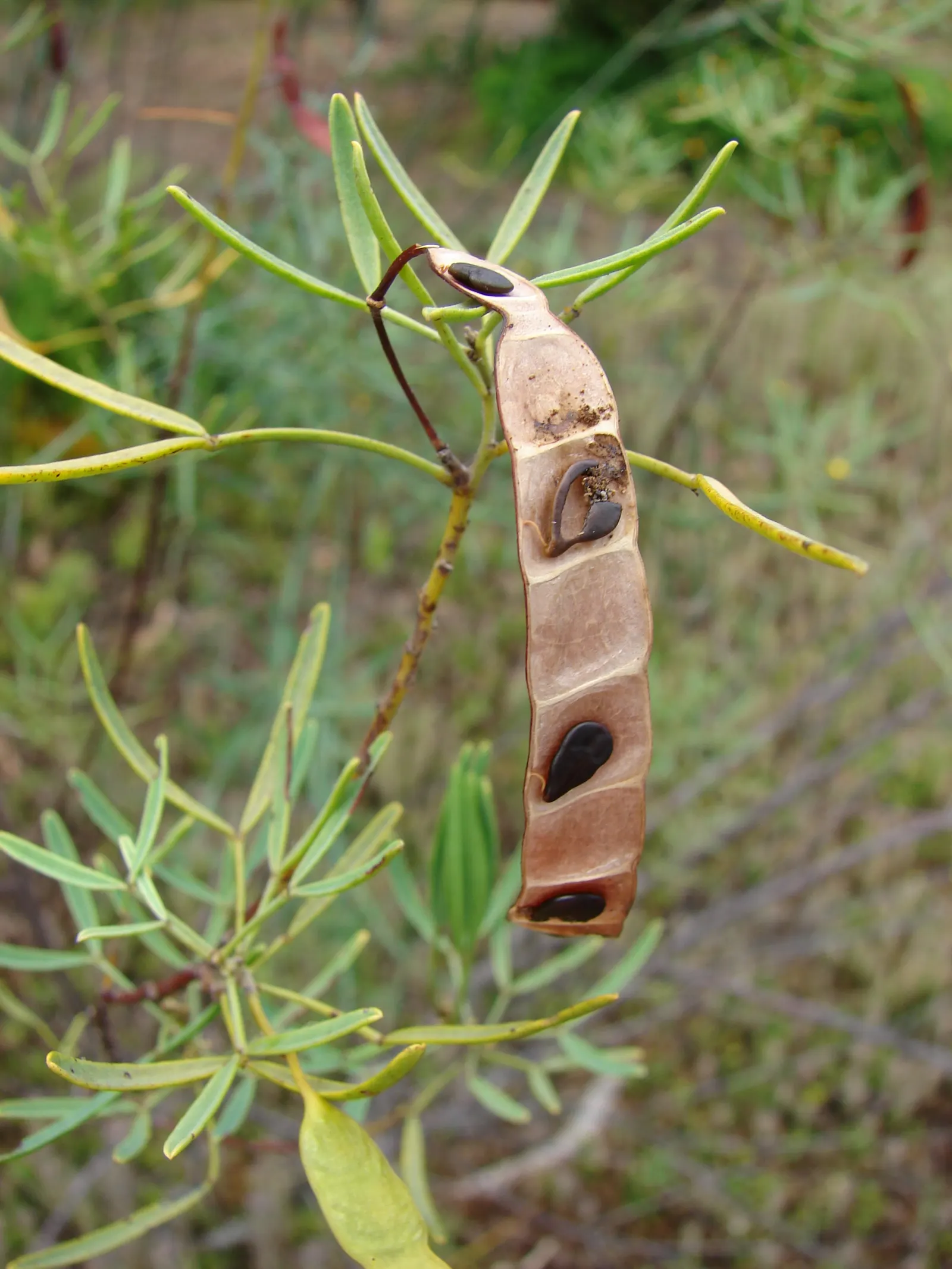 Feathery Cassia Or Senna (Senna Artemisioides) — Senna artemisioides is highly adaptable; making it suitable for xeriscaping.<br><br>When designing, image 92