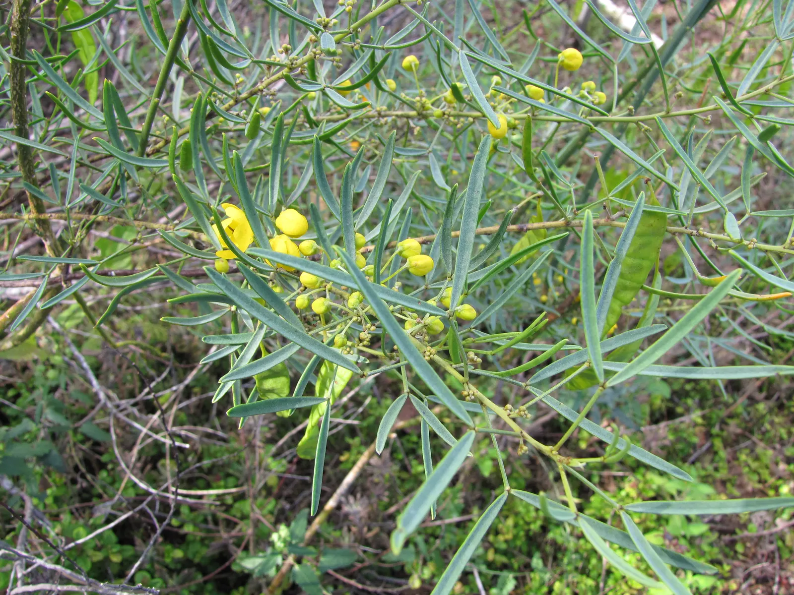 Feathery Cassia Or Senna (Senna Artemisioides) — The Feathery Cassia (Senna artemisioides); silvery foliage granting a delicate texture to landscapes