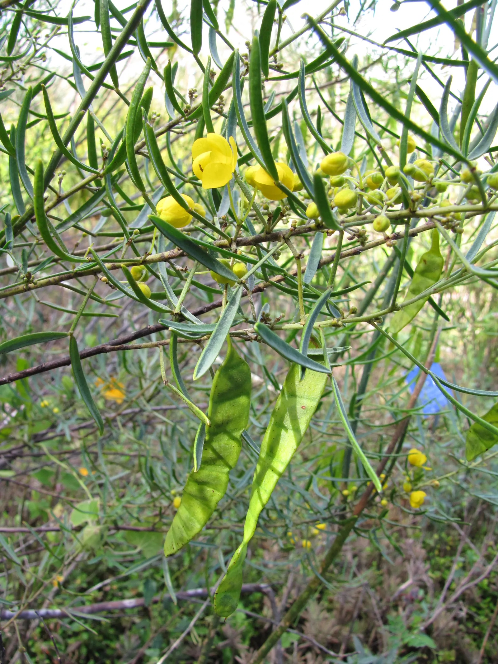 Feathery Cassia Or Senna (Senna Artemisioides) — The plant prefers well-draining soils and requires minimal water once settled; shrub for full or half