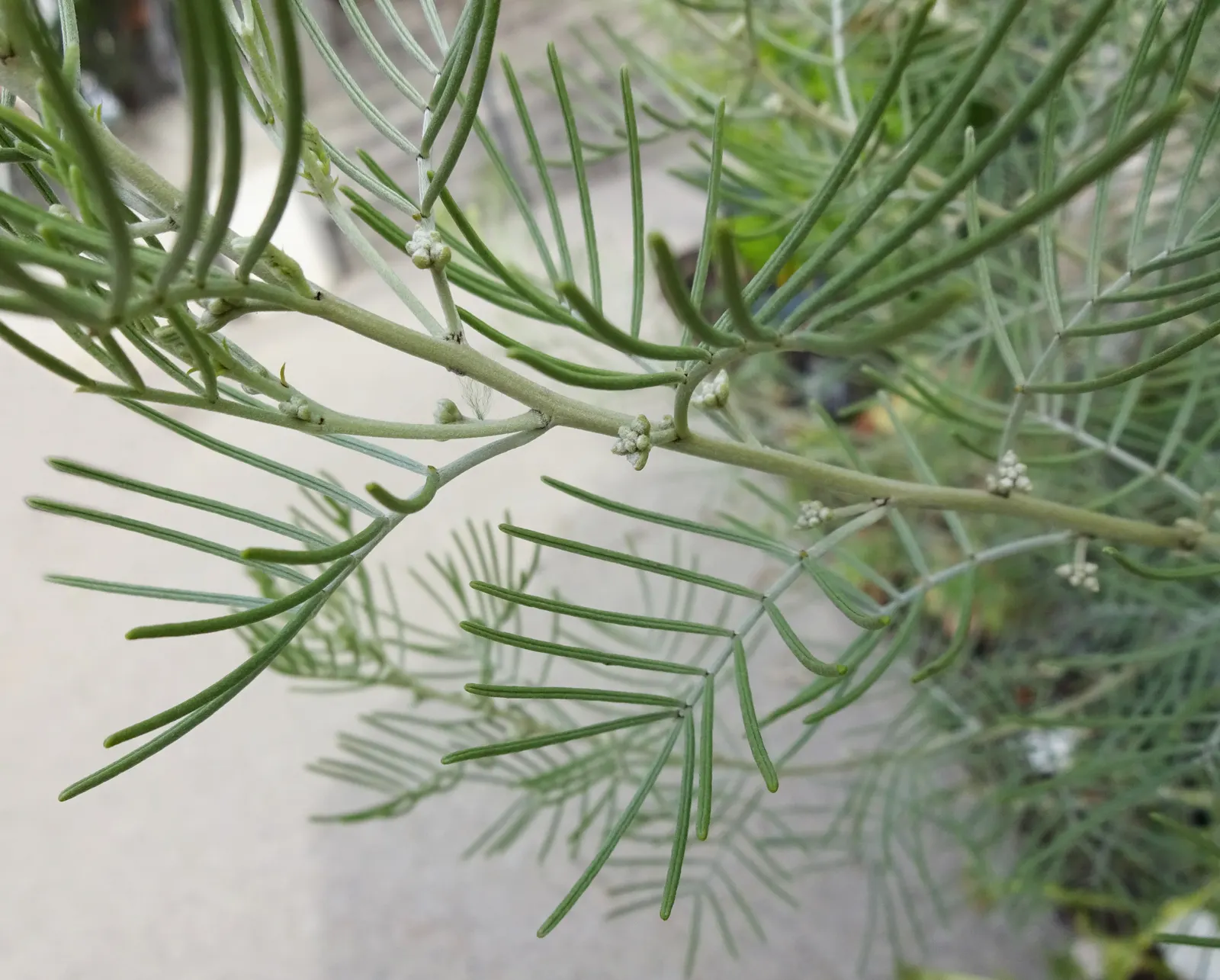 Feathery Cassia Or Senna (Senna Artemisioides) — and is particularly tolerant of dry conditions once established