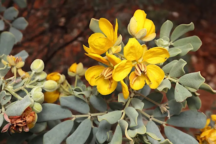 Feathery Cassia Or Senna (Senna Artemisioides) — and is particularly tolerant of dry conditions once established; ideal for zones 9-11‚Äîrequires, image 68
