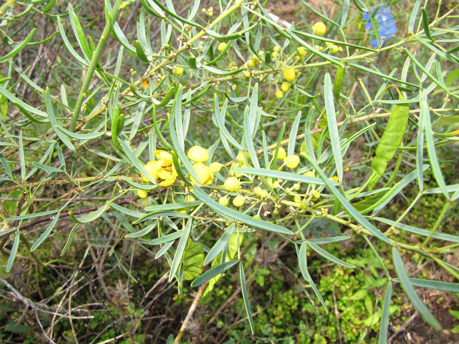 Feathery Cassia Or Senna (Senna Artemisioides) — making it an excellent choice for creating mid-level screening or as a feature plant in a mixed, image 65
