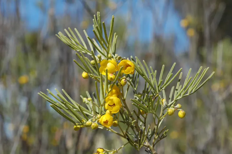 Feathery Cassia Or Senna (Senna Artemisioides) — yellow flowers in the garden; is a highly ornamental plant native to Australia that lends an airy