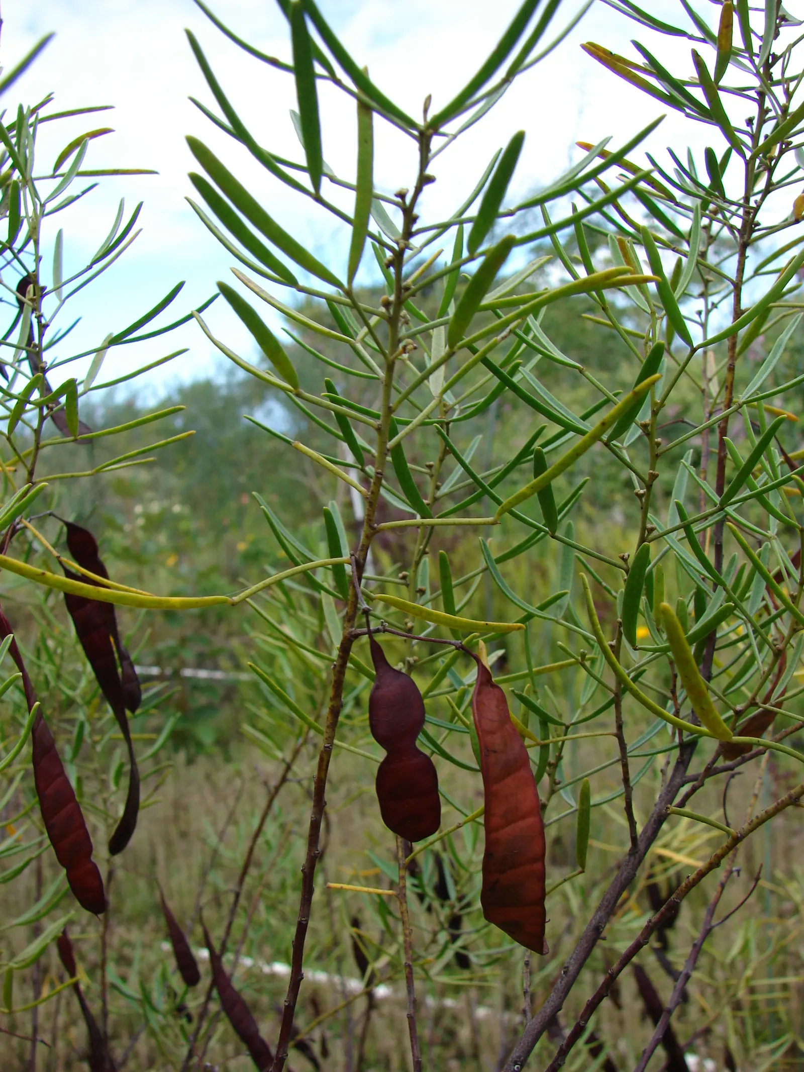 Feathery Cassia Or Senna (Senna Artemisioides) — is a highly ornamental plant native to Australia that lends an airy; commonly known as Feathery Cassia