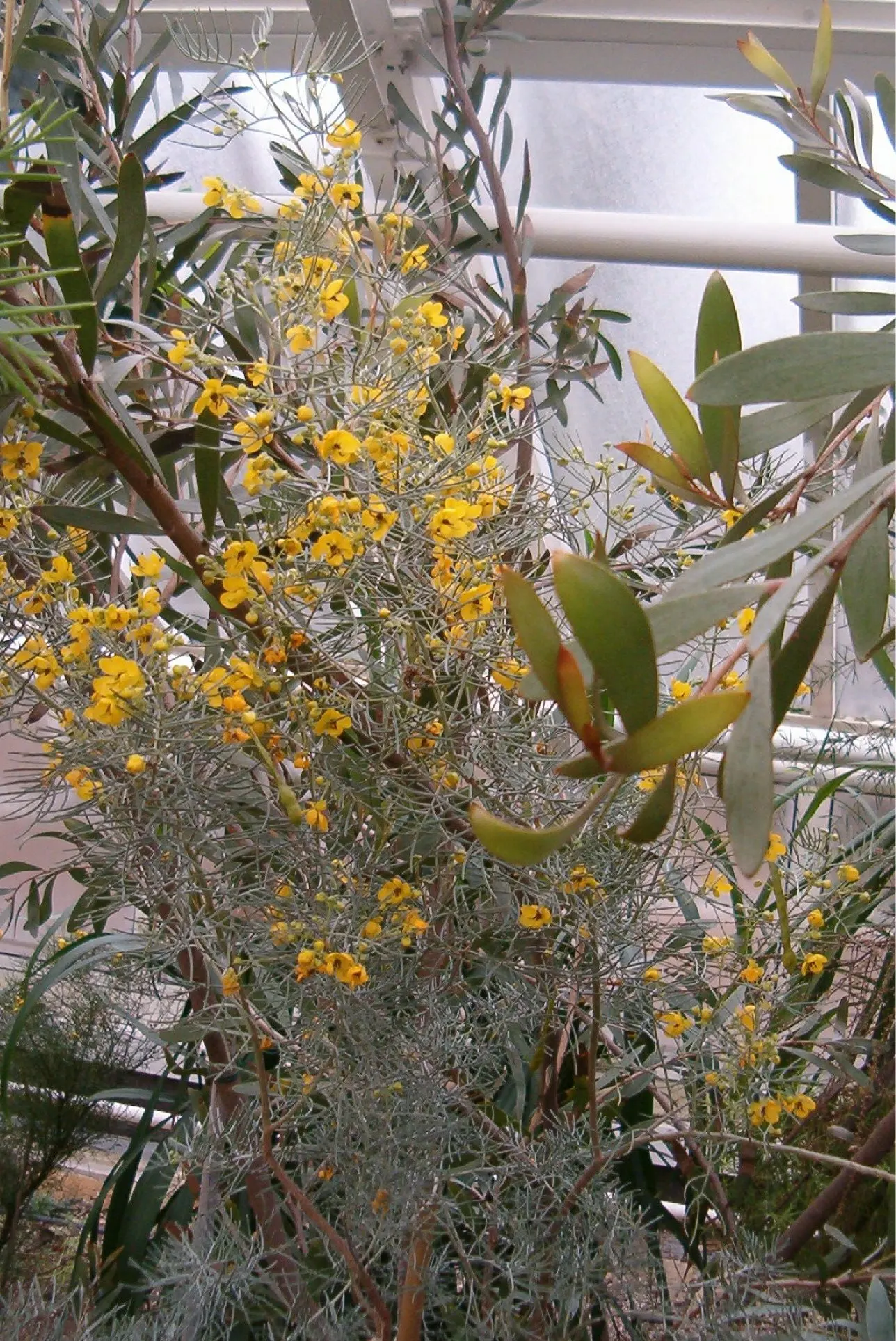Feathery Cassia Or Senna (Senna Artemisioides) — making it an excellent choice for creating mid-level screening or as a feature plant in a mixed border