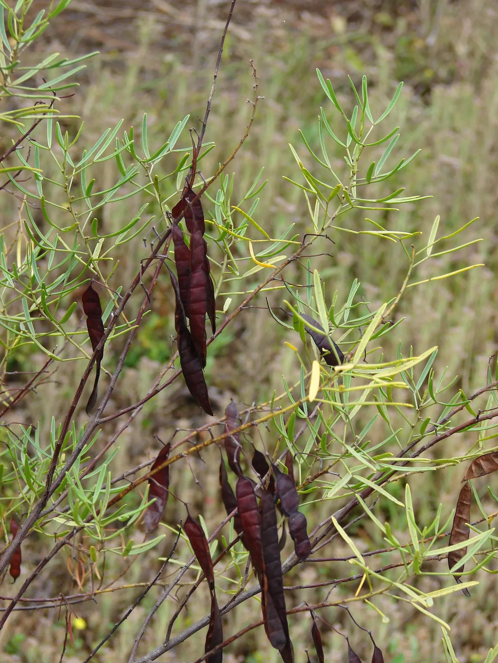 Feathery Cassia Or Senna (Senna Artemisioides) — making it an excellent choice for creating mid-level screening or as a feature plant in a mixed, image 91