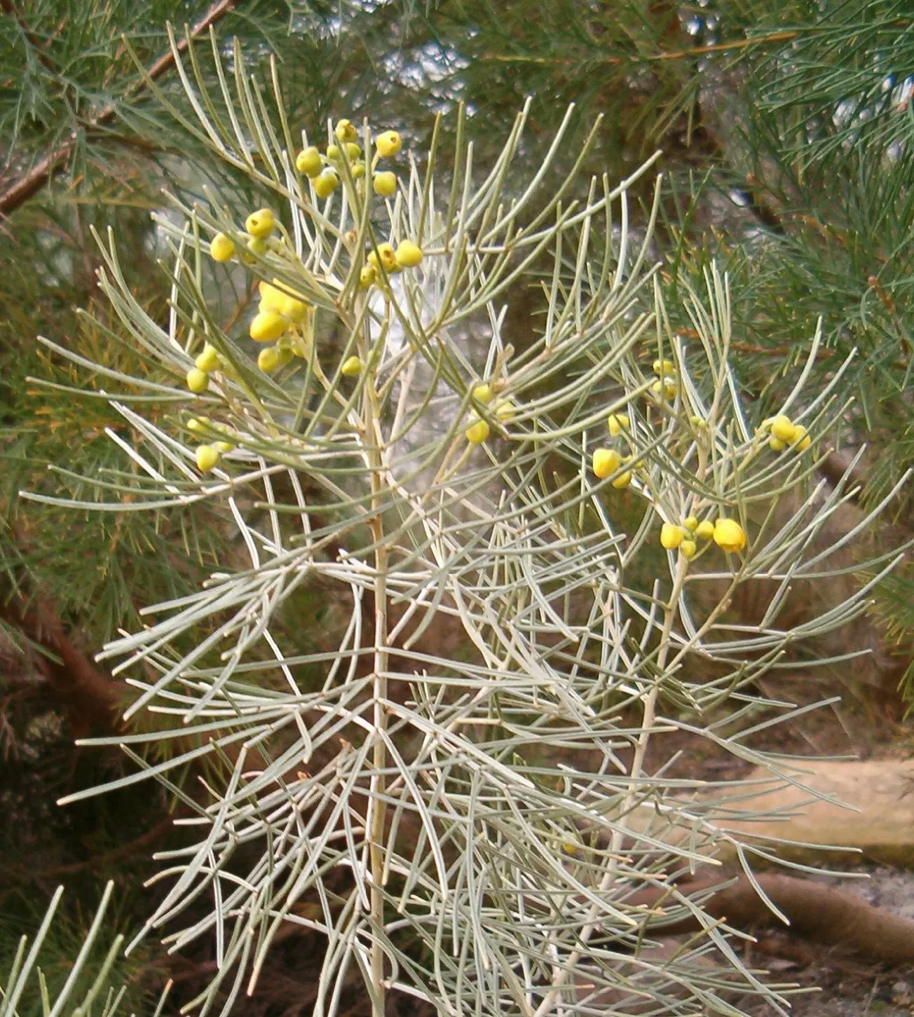 Feathery Cassia Or Senna (Senna Artemisioides) — textured feel to garden landscapes