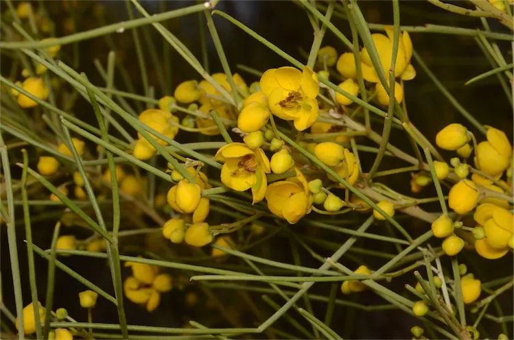 Feathery Cassia Or Senna (Senna Artemisioides) — This drought-tolerant shrub reaches 5-10 feet high; this will likely result in reduced blooming, image 55