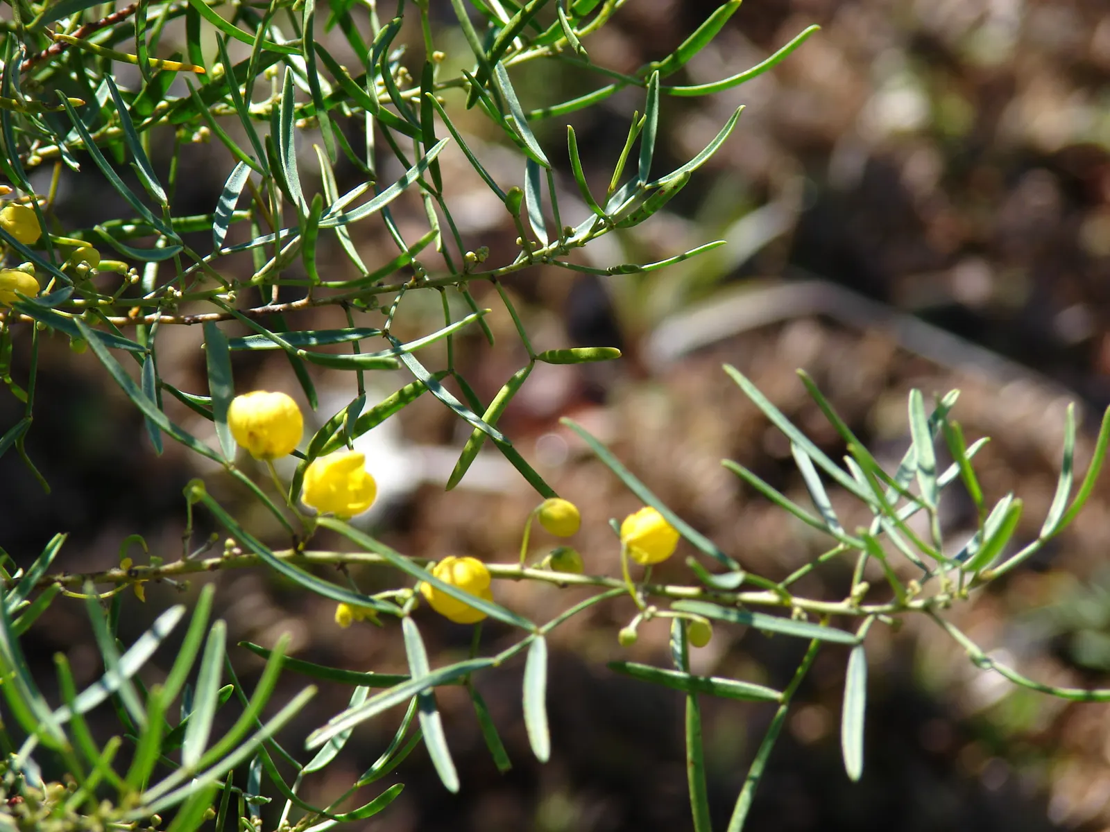 Feathery Cassia Or Senna (Senna Artemisioides) — The blooms are conspicuous; it can withstand temperatures down to about 20&deg;F, image 89