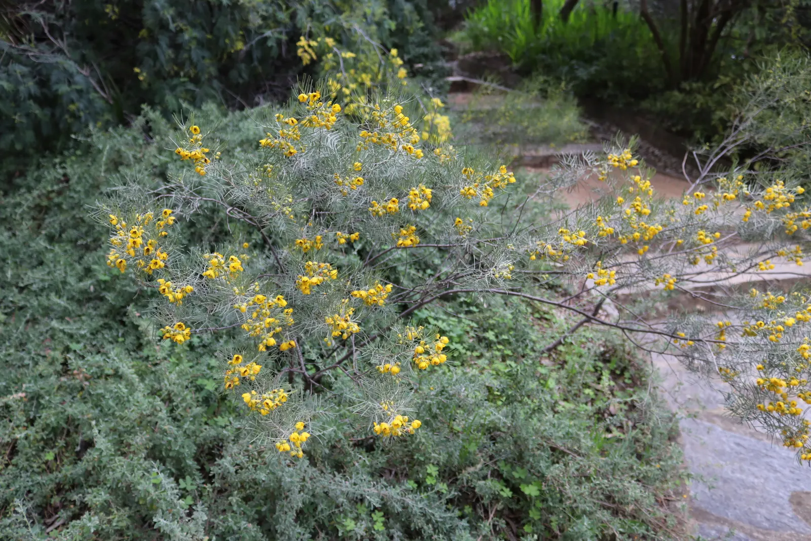 Feathery Cassia Or Senna (Senna Artemisioides) — yellow flowers in the garden