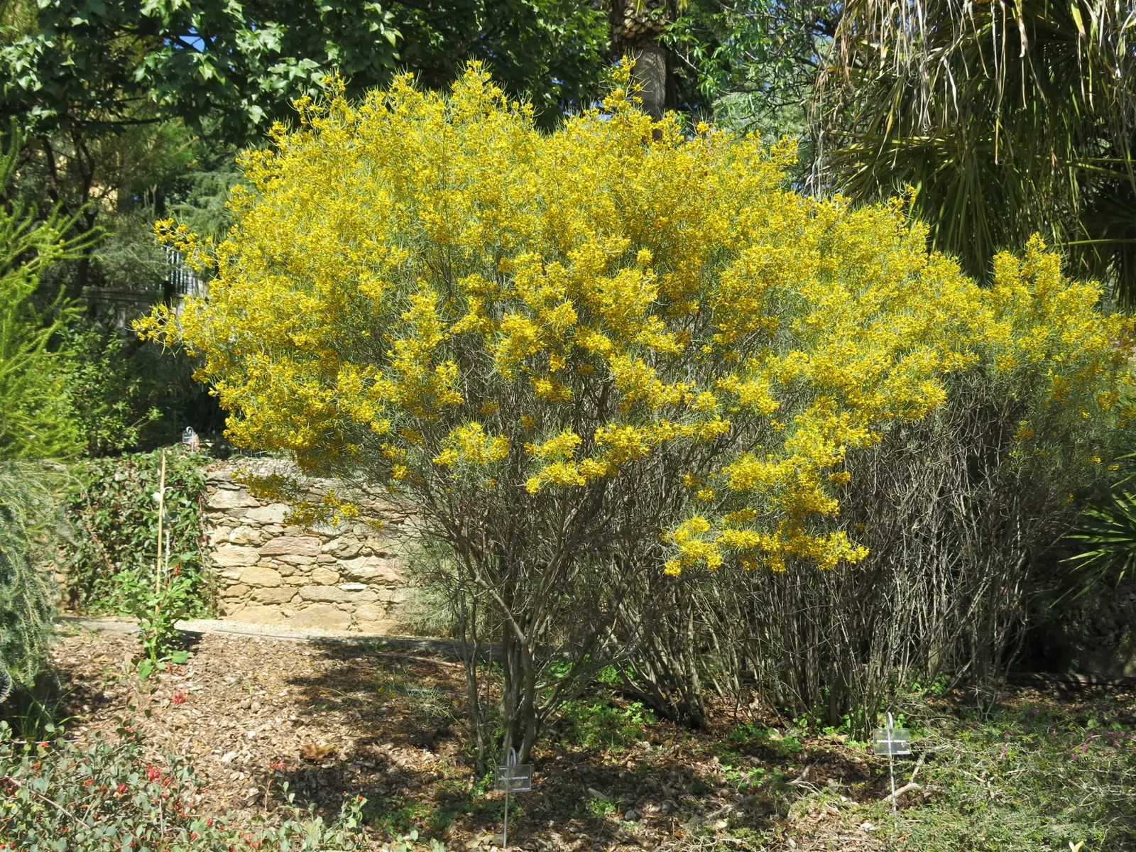 Feathery Cassia Or Senna (Senna Artemisioides) — this will likely result in reduced blooming