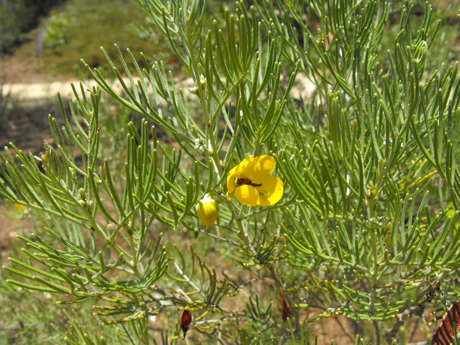 Feathery Cassia Or Senna (Senna Artemisioides) — Ideal for zones 9-11‚Äîrequires well-drained soils and full sun; low-maintenance and attractive to pollinators