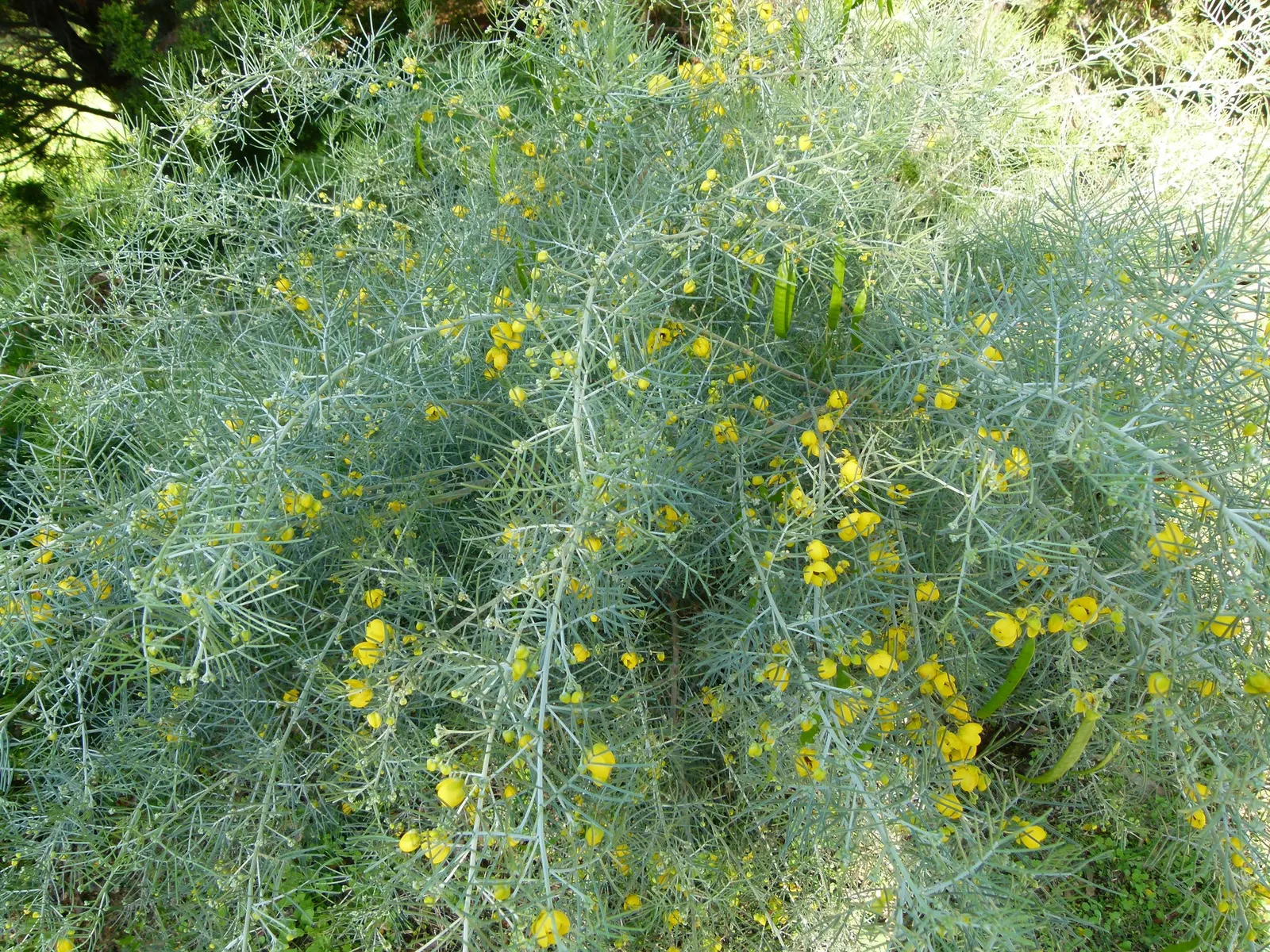Feathery Cassia Or Senna (Senna Artemisioides) — Low-maintenance and attractive to pollinators