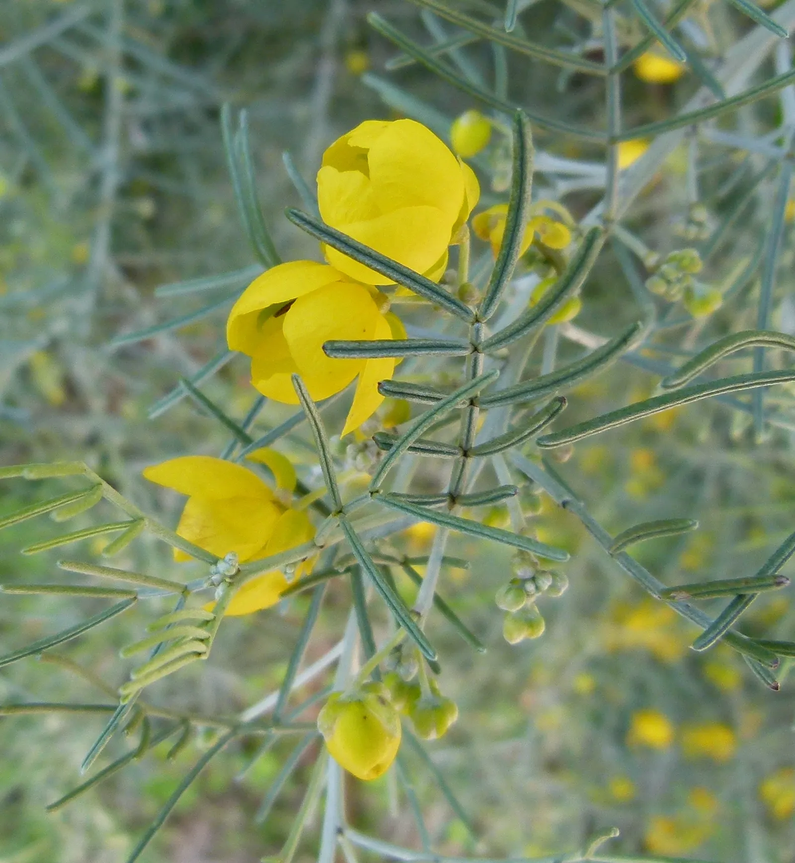 Feathery Cassia Or Senna (Senna Artemisioides) — thriving in USDA Hardiness Zones 8 to 11
