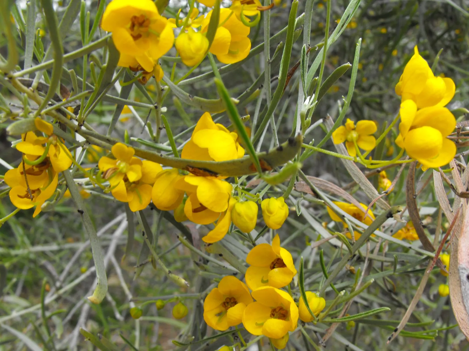 Feathery Cassia Or Senna (Senna Artemisioides) — Ideal for zones 9-11‚Äîrequires well-drained soils and full sun