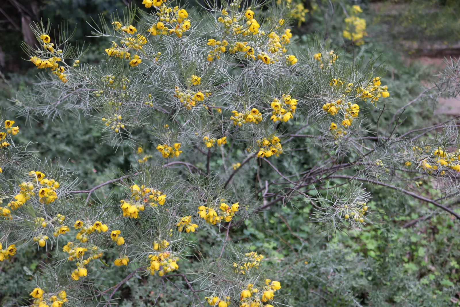 Feathery Cassia Or Senna (Senna Artemisioides) — shrub for full or half