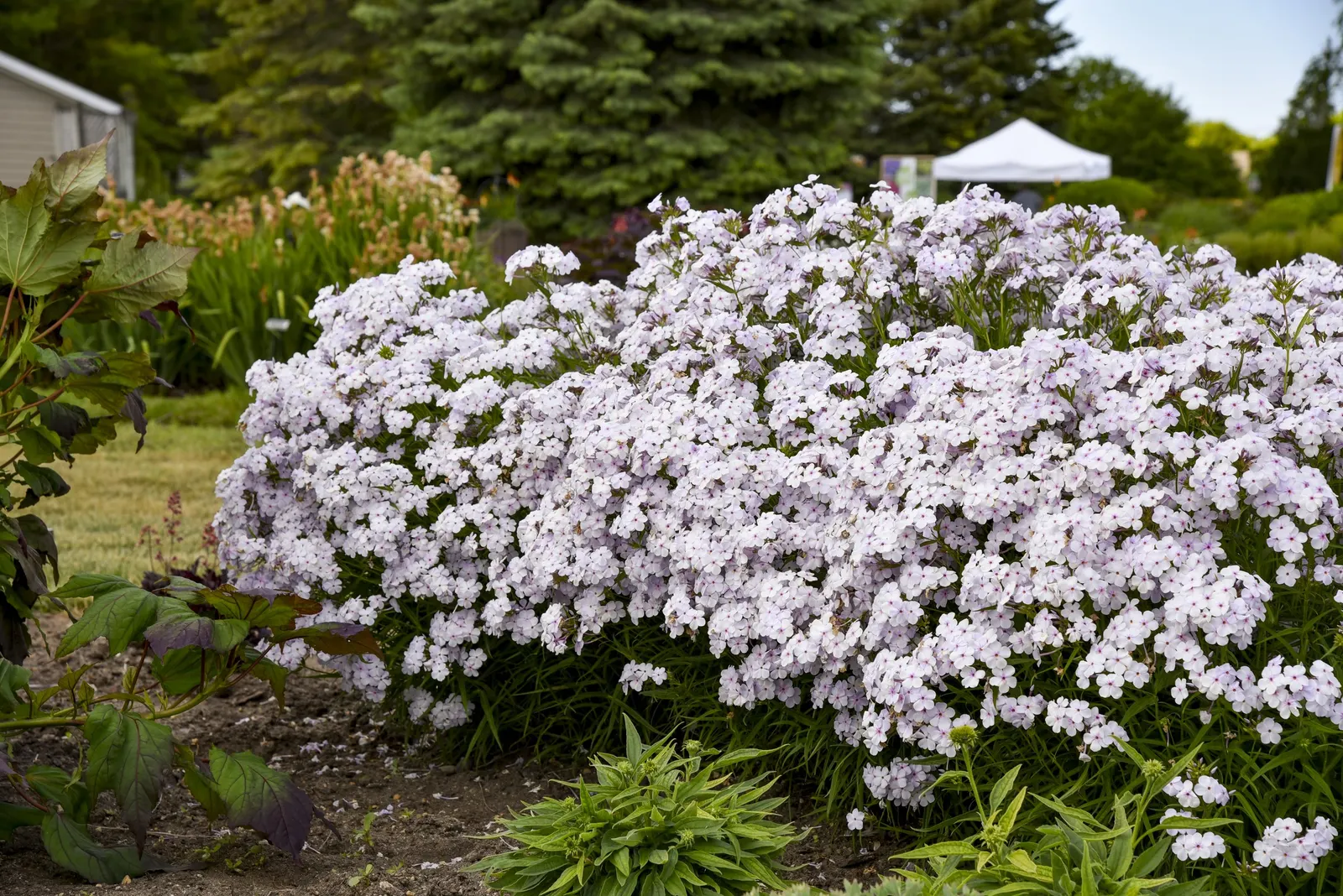 'Opening Act Pink-a-Dot' Hybrid Phlox (Phlox hybrid) — Plant in part sun to full sun