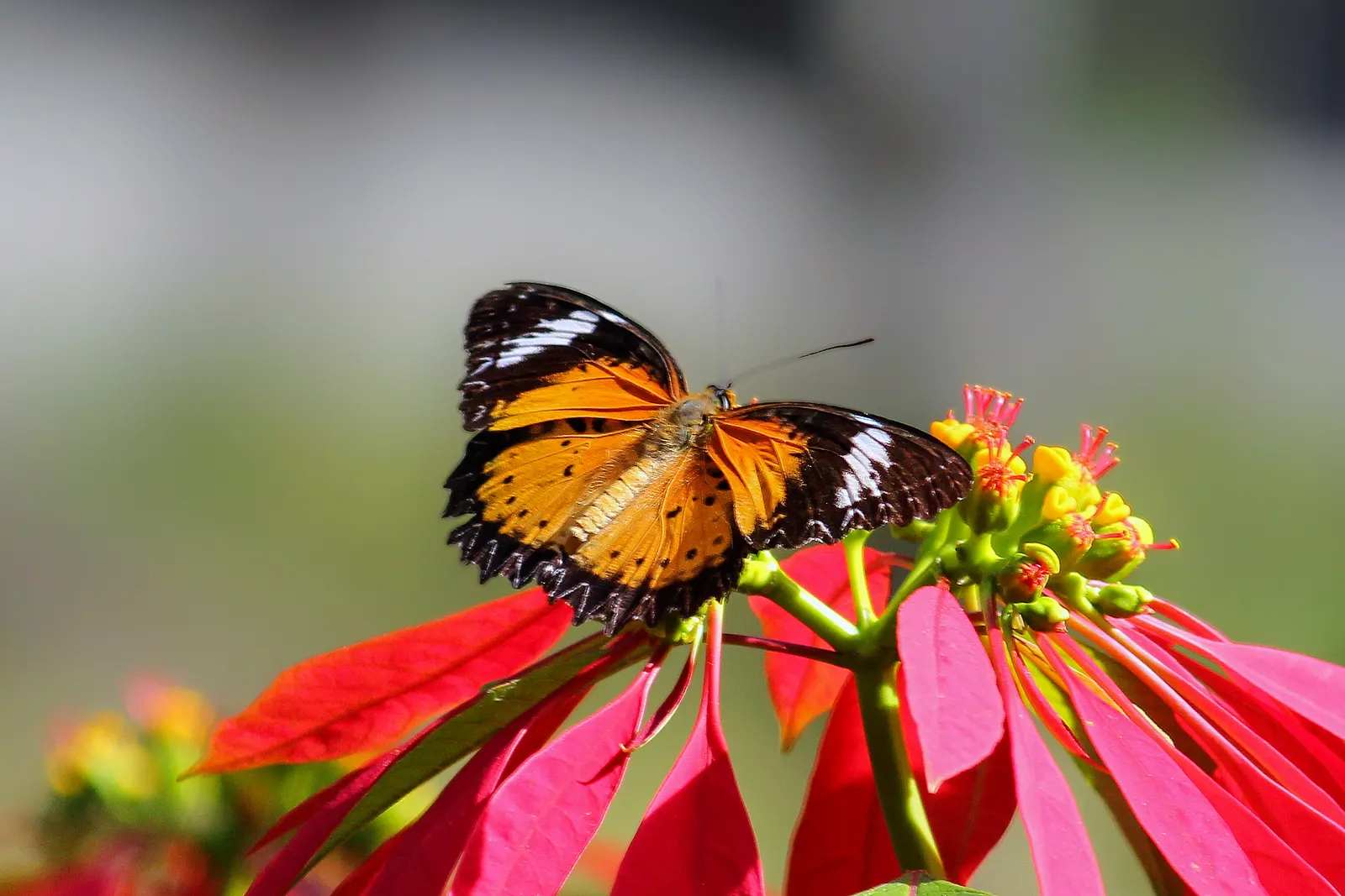 Poinsettia, Chris™as Flower (Euphorbia Pulcherrima) — shrub for full or half; as their sap can be irritating to some people and toxic to pets, image 100