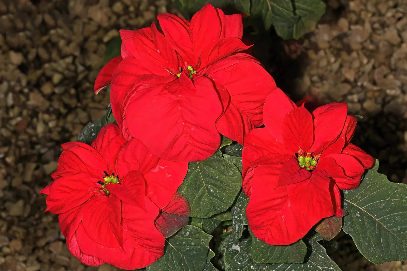 Poinsettia, Chris&trade;as Flower (Euphorbia Pulcherrima) — renowned for its striking red bracts that mimic petals; consider their need for, image 78