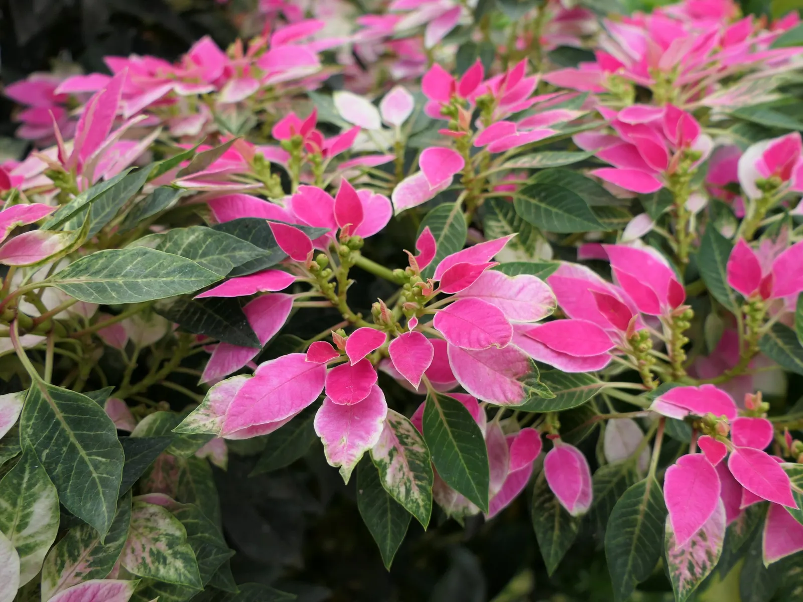 Poinsettia, Chris&trade;as Flower (Euphorbia Pulcherrima) — commonly called Poinsettia or Chris&trade;as Flower; often mistaken for flowers, image 101