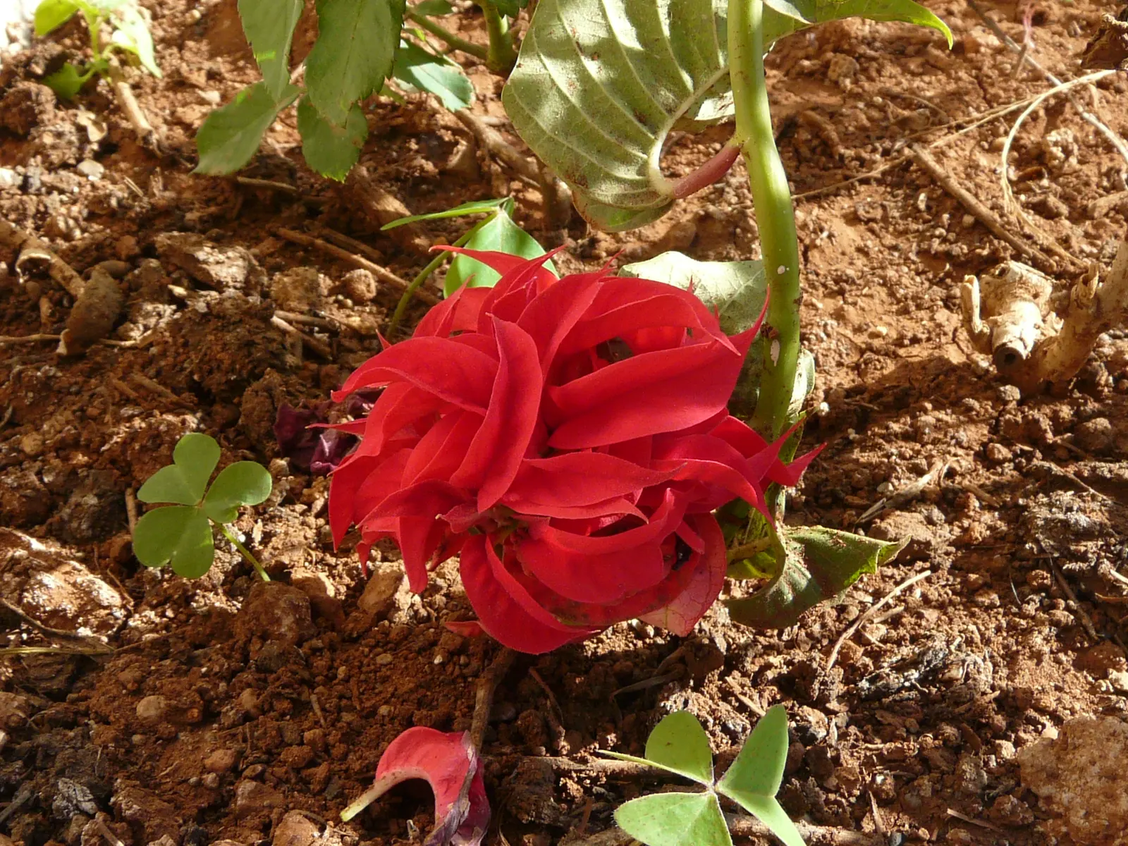 Poinsettia, Chris&trade;as Flower (Euphorbia Pulcherrima) — Poinsettias can add a seasonal touch when used as annuals in colder climates