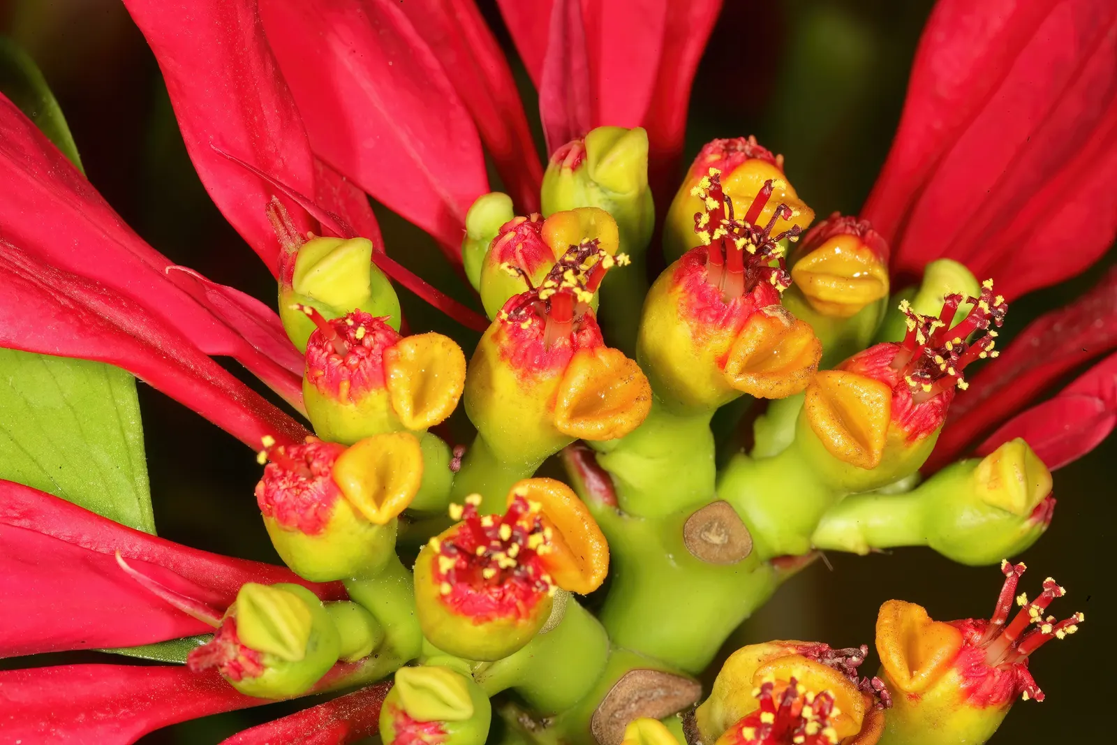 Poinsettia, Chris&trade;as Flower (Euphorbia Pulcherrima) — often mistaken for flowers; shrub for full or half