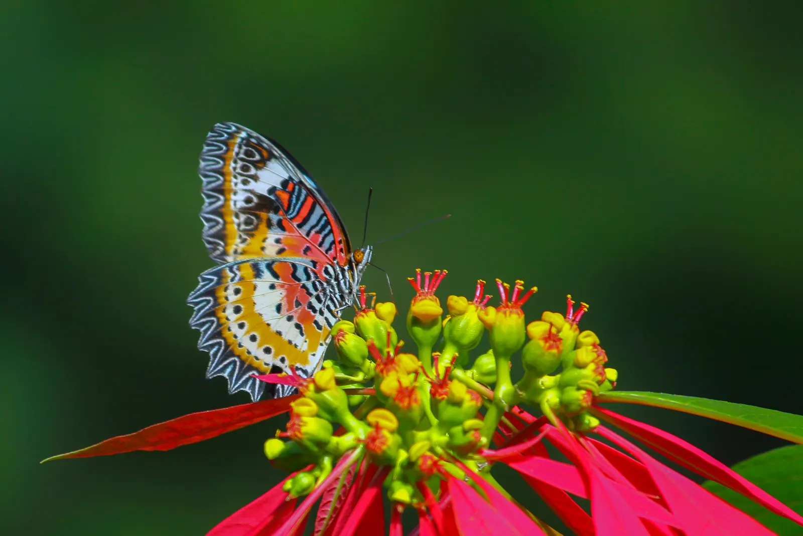 Poinsettia, Chris&trade;as Flower (Euphorbia Pulcherrima) — renowned for its striking red bracts that mimic petals