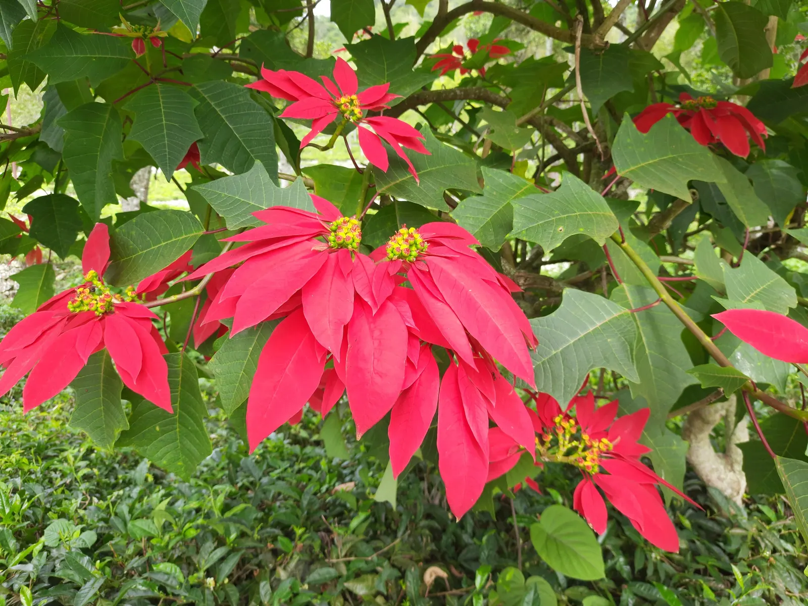 Poinsettia, Chris&trade;as Flower (Euphorbia Pulcherrima) — Sensitive to frost, it requires protection in temperatures below 50&deg;F; but they are, image 82