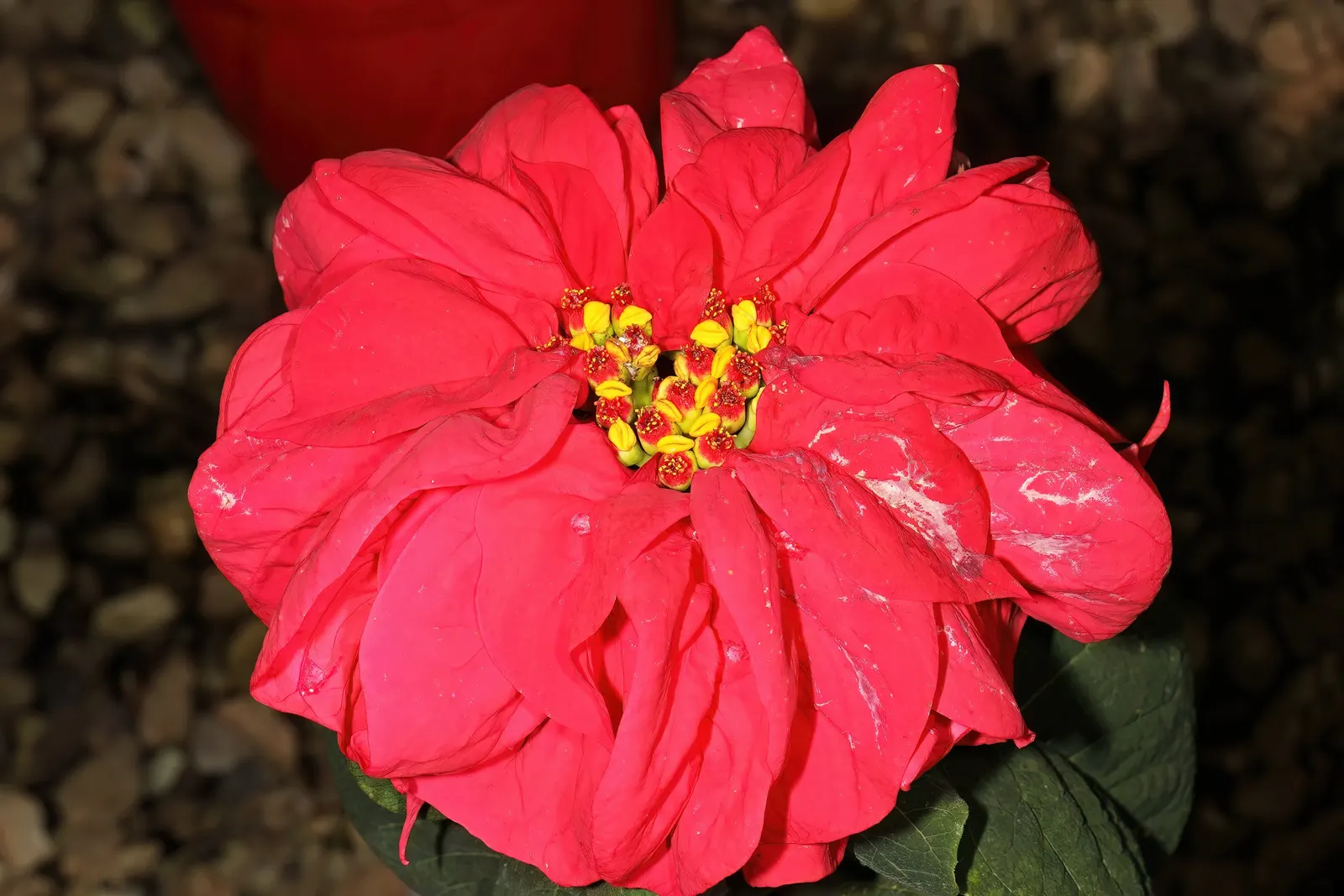 Poinsettia, Chris™as Flower (Euphorbia Pulcherrima) — They thrive in well-draining soil with a ph ranging from 5.5 to 7.0; they can be, image 92