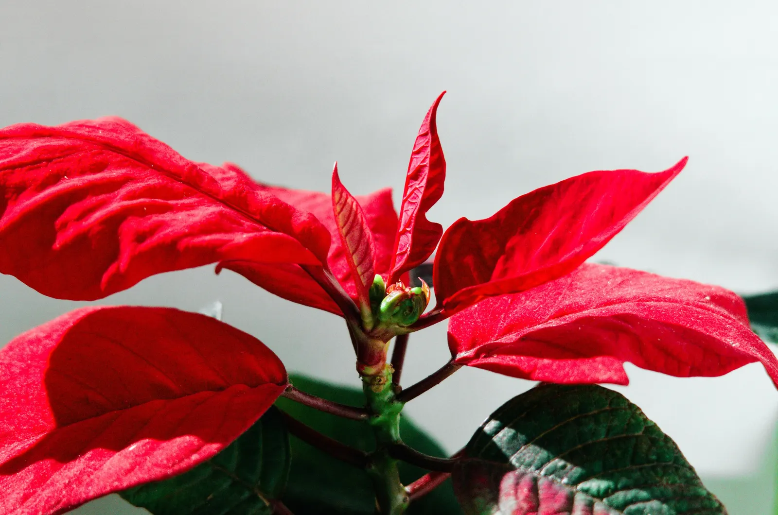 Poinsettia, Chris&trade;as Flower (Euphorbia Pulcherrima) — known as cyathia.<br><br>For landscape designs, image 38