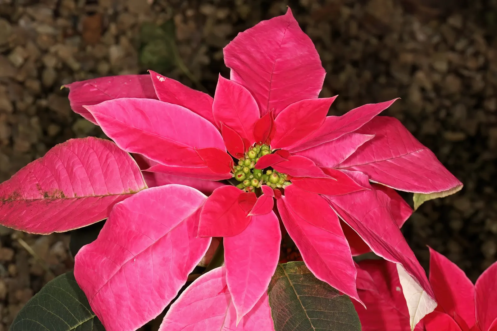 Poinsettia, Chris™as Flower (Euphorbia Pulcherrima) — Poinsettias can add a seasonal touch when used as annuals in colder climates; they, image 64