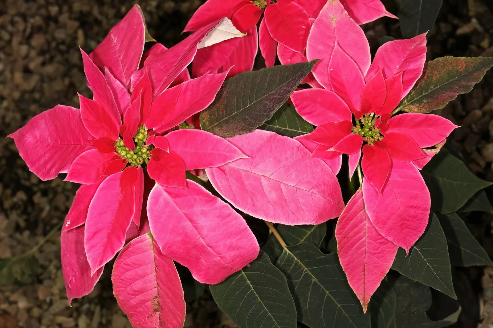 Poinsettia, Chris&trade;as Flower (Euphorbia Pulcherrima) — depending on the cultivar and growing conditions; it typically reaches 2-13 feet in, image 87