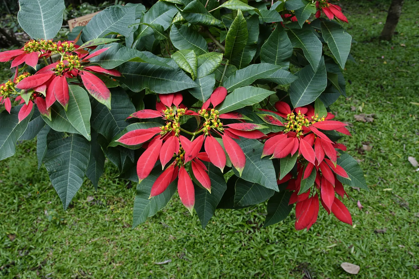 Poinsettia, Chris™as Flower (Euphorbia Pulcherrima) — During the growing season