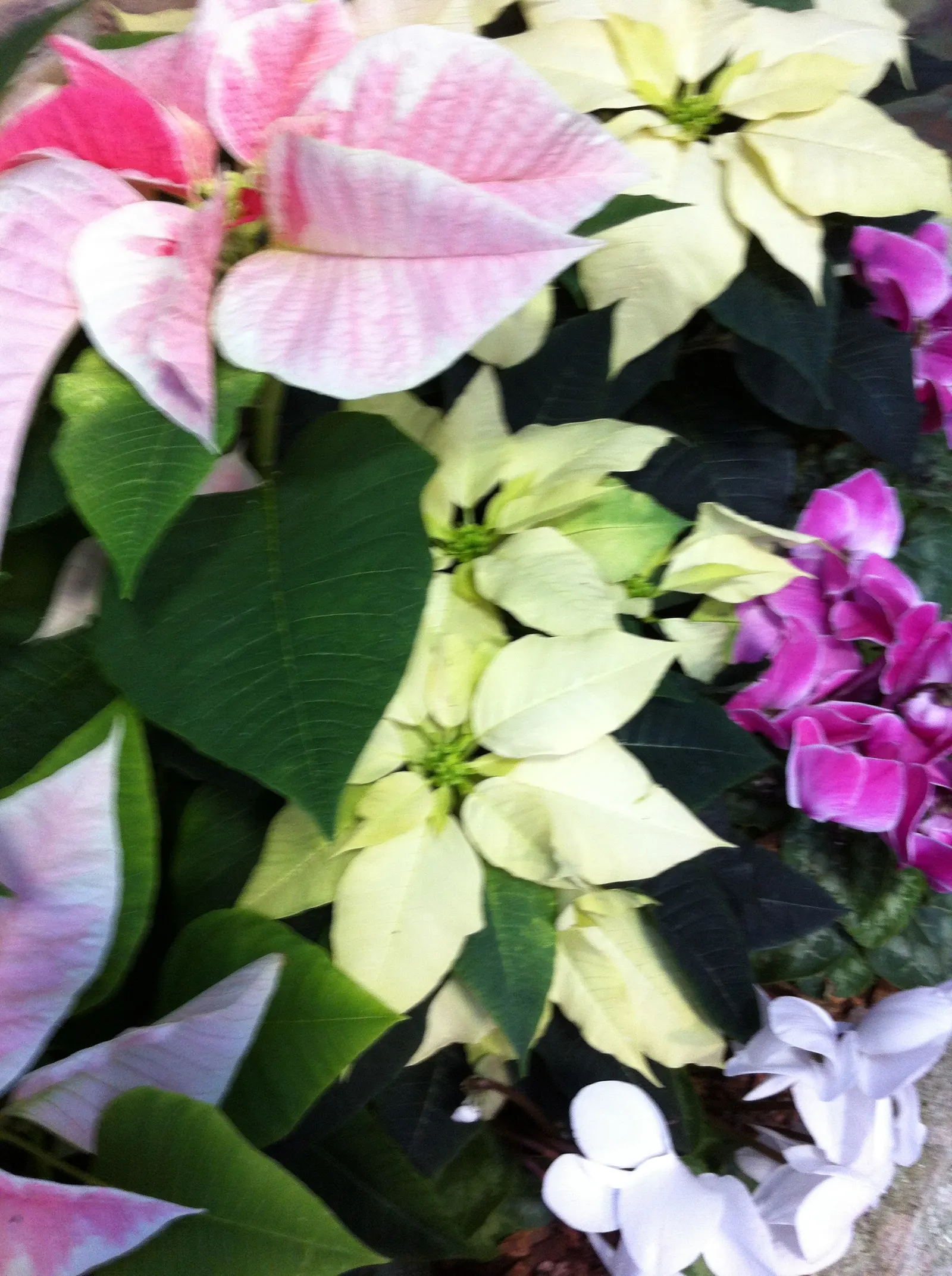 Poinsettia, Chris™as Flower (Euphorbia Pulcherrima) — commonly called Poinsettia or Chris™as Flower; often mistaken for flowers